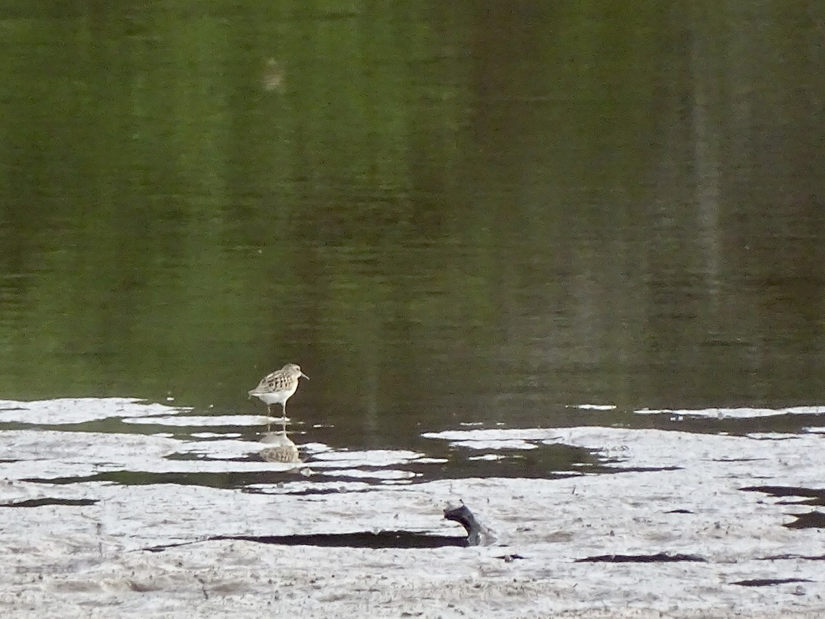 Least Sandpiper - ML370056511