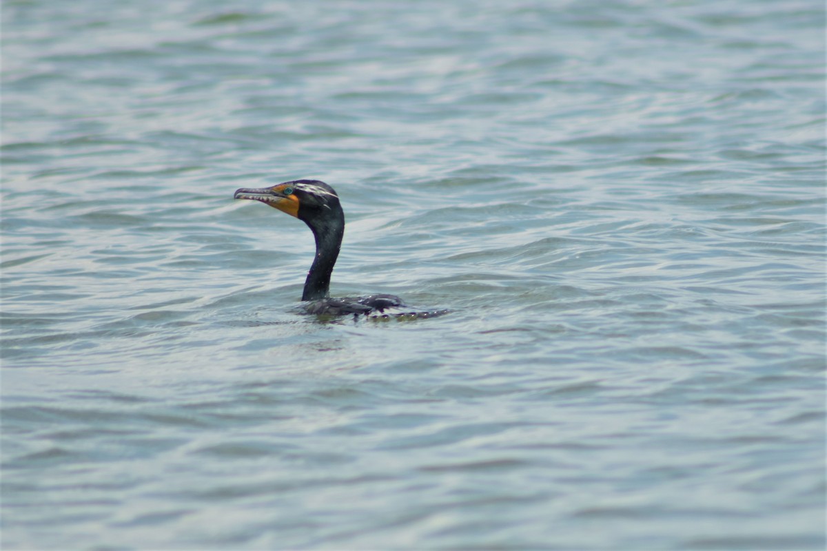 Double-crested Cormorant - ML370057041