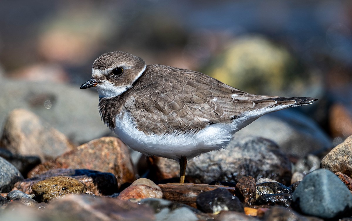 Semipalmated Plover - ML370057891