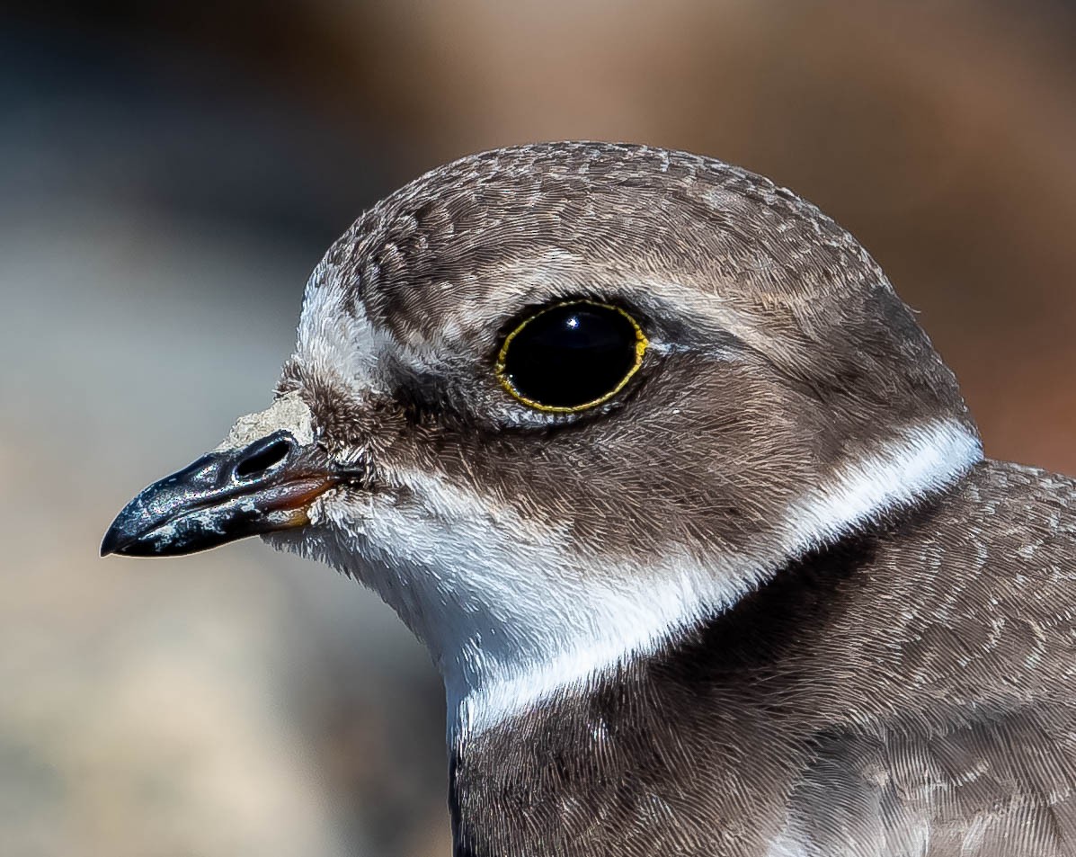 Semipalmated Plover - ML370057921