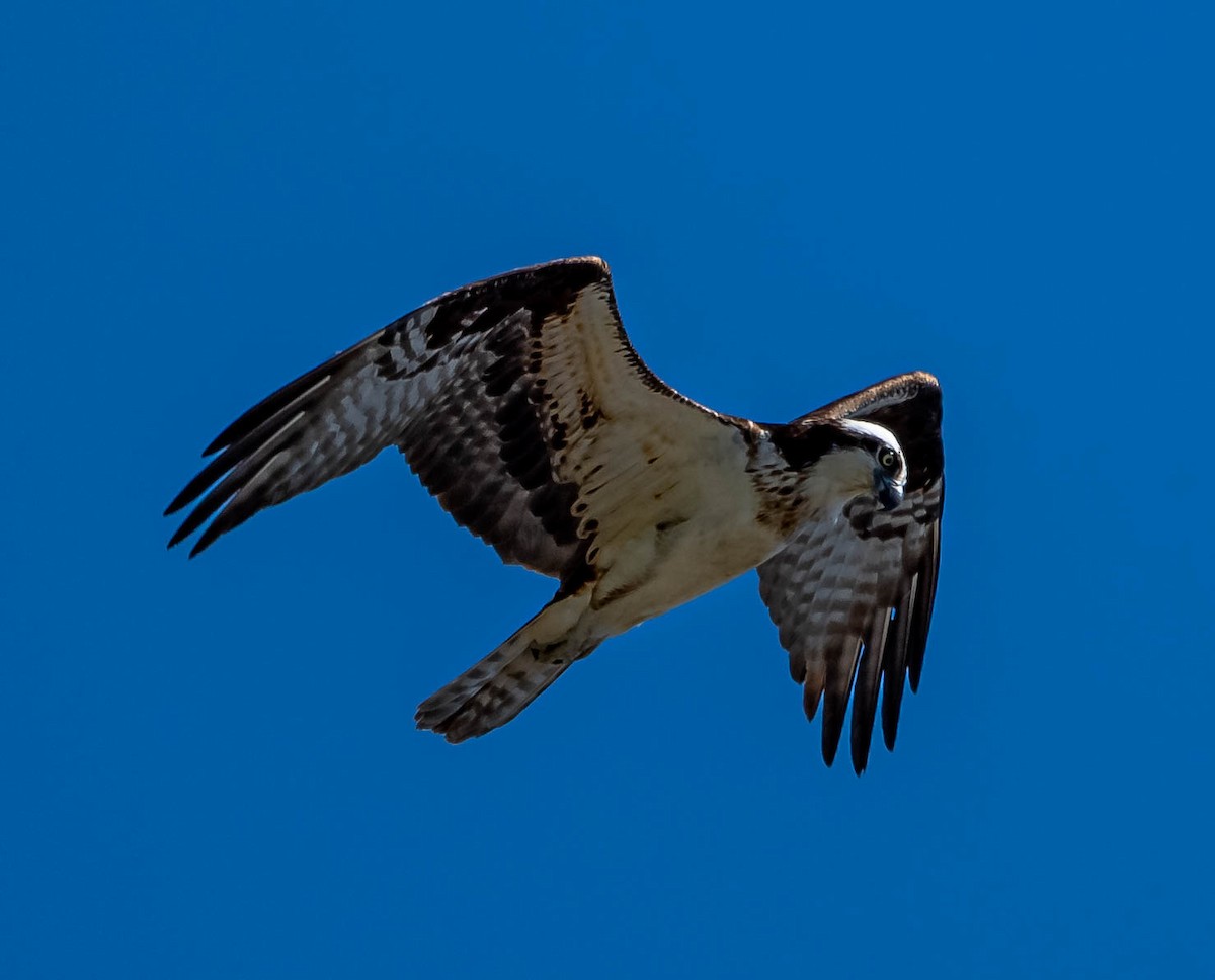 Balbuzard pêcheur - ML370058171