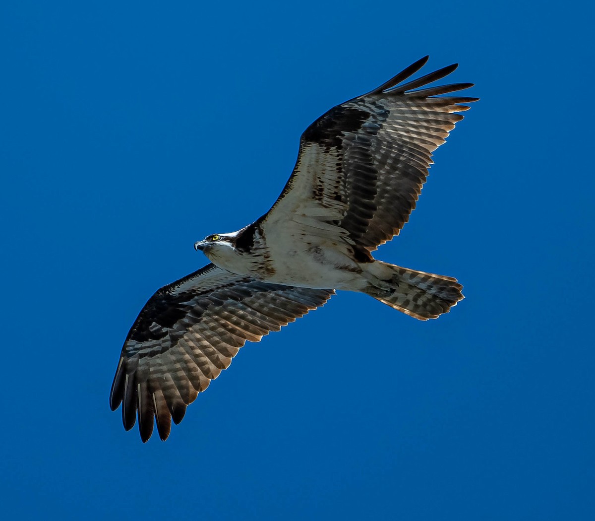 Águila Pescadora - ML370058261