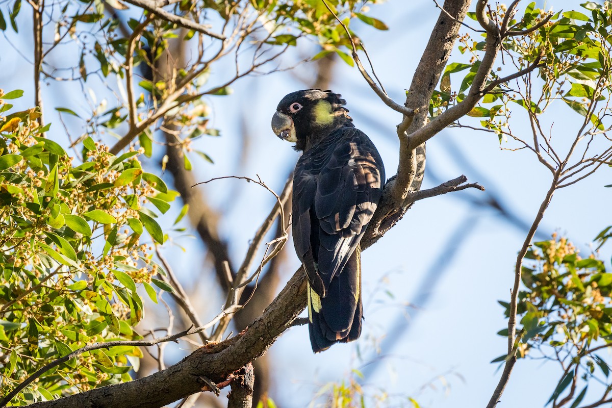 Yellow-tailed Black-Cockatoo - ML370059111