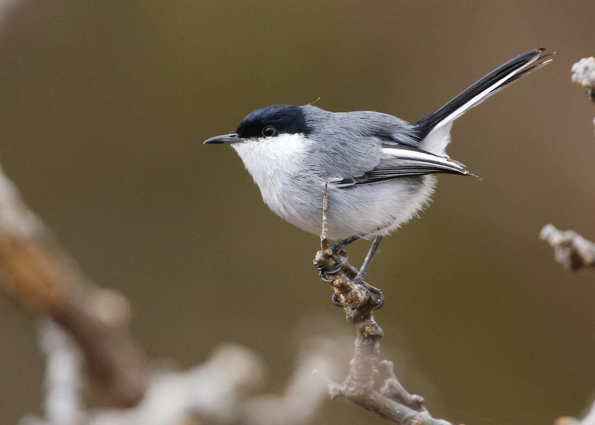 Marañon Gnatcatcher - Dean LaTray