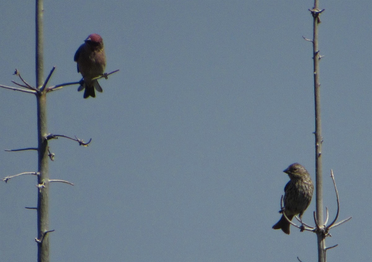 Cassin's Finch - ML370062251