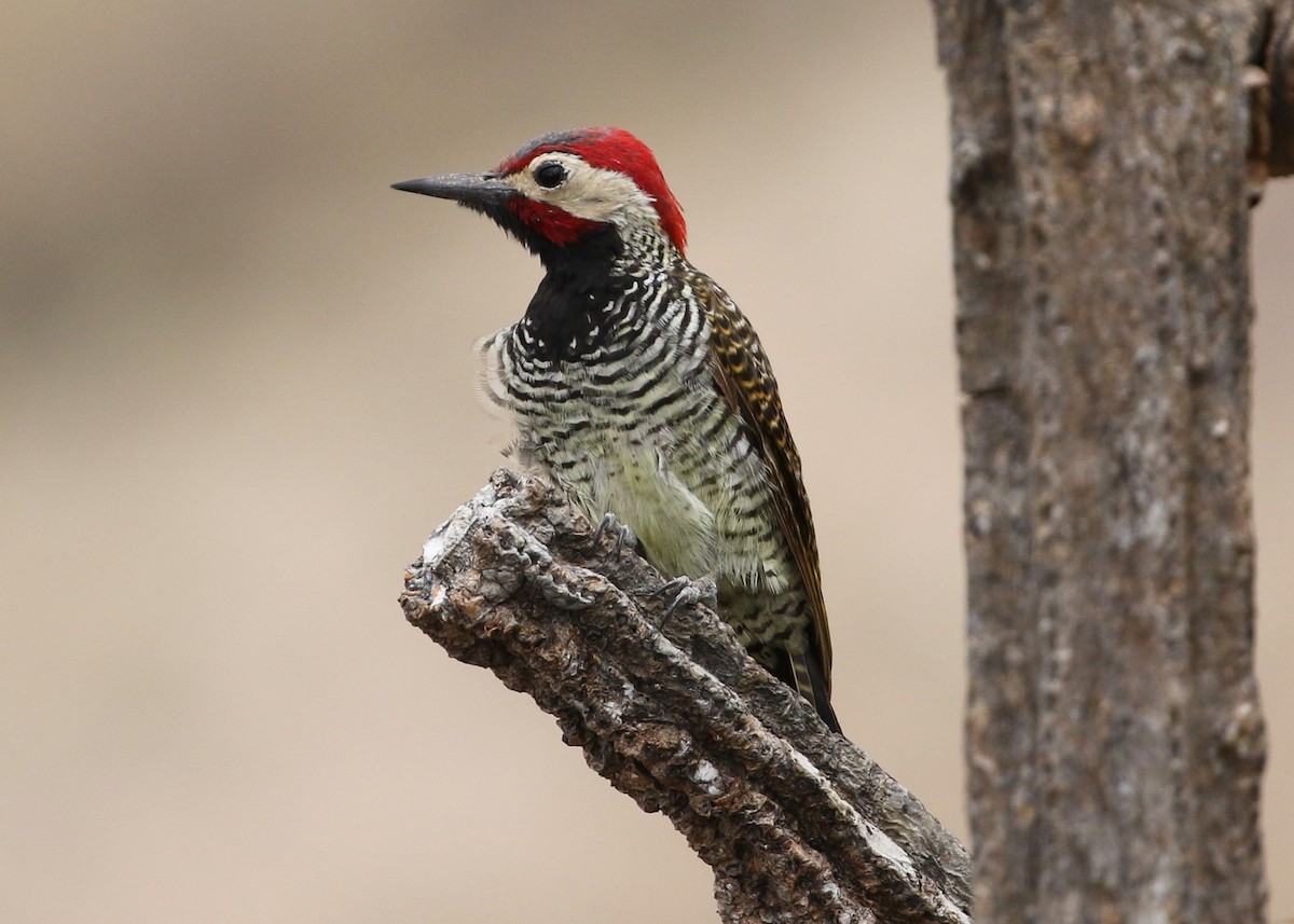 Black-necked Woodpecker - ML370063021