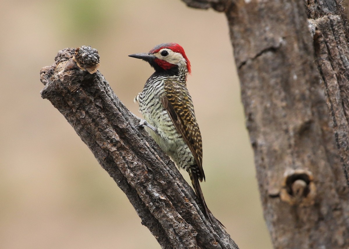 Black-necked Woodpecker - ML370063071