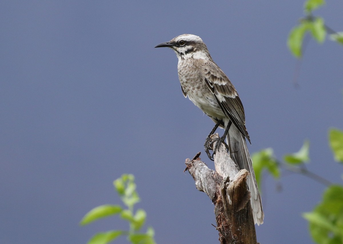 Long-tailed Mockingbird - ML370063281