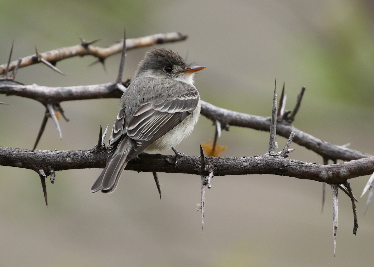 Tumbes Pewee - Dean LaTray