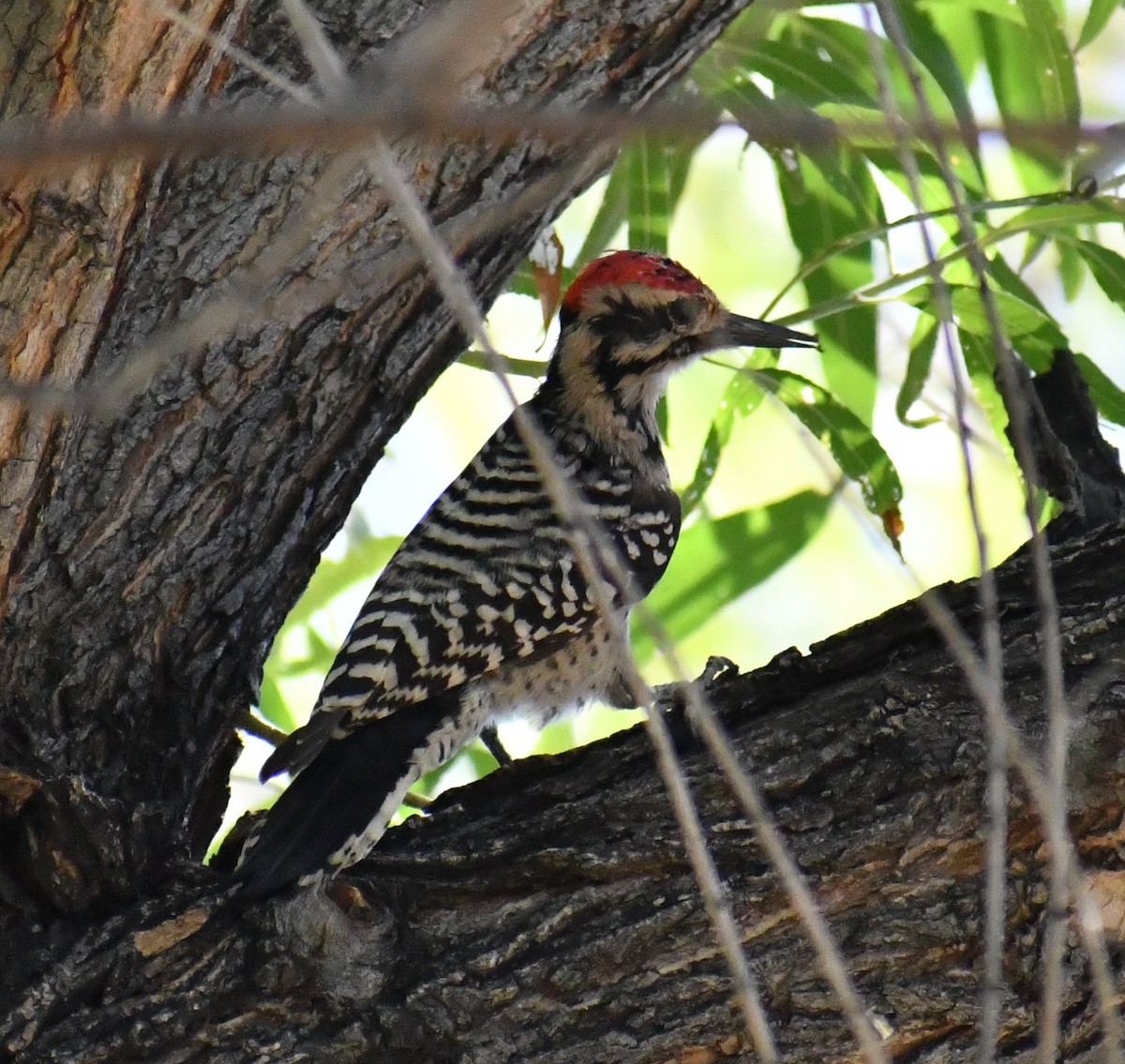 Ladder-backed Woodpecker - Steve Frohock