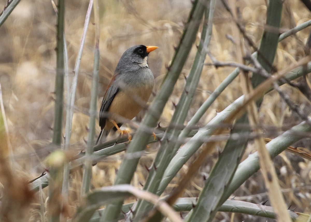 Buff-bridled Inca-Finch - ML370064881