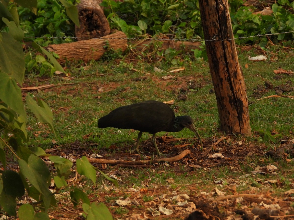 ibis zelený - ML370065251