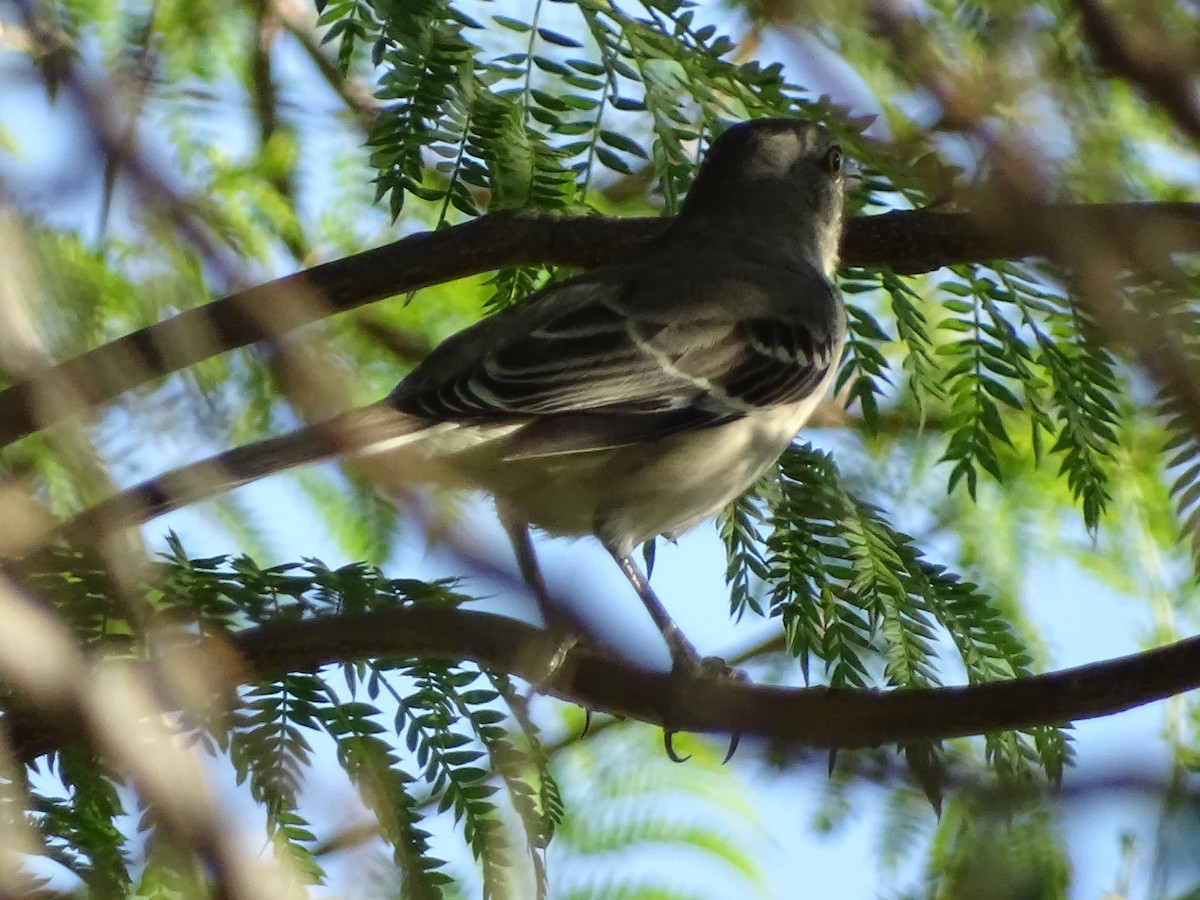 Northern Mockingbird - Yuwei Cui