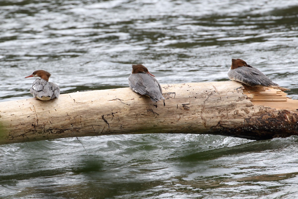 Common Merganser - ML370066821