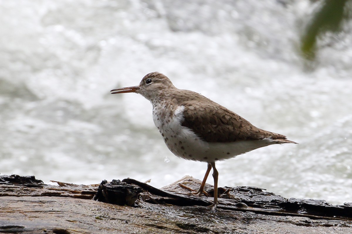 Spotted Sandpiper - Roi & Debbie Shannon