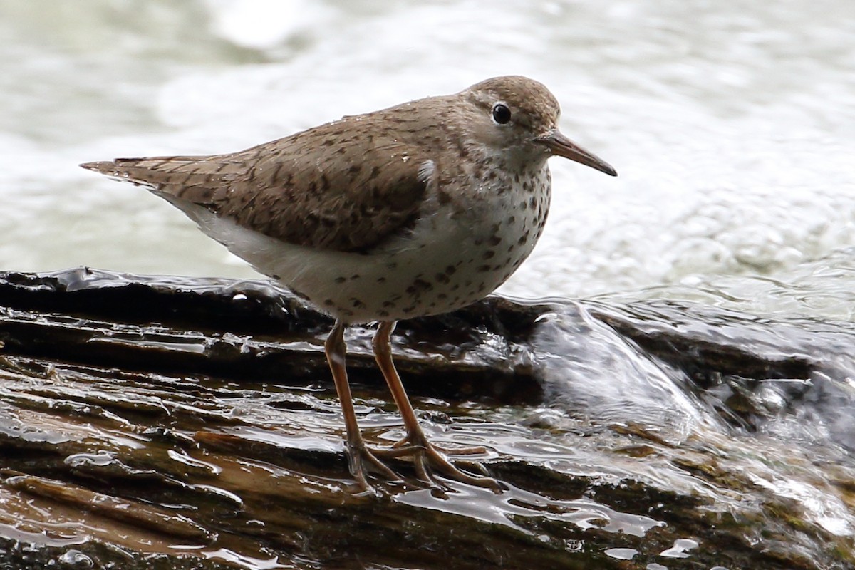 Spotted Sandpiper - Roi & Debbie Shannon