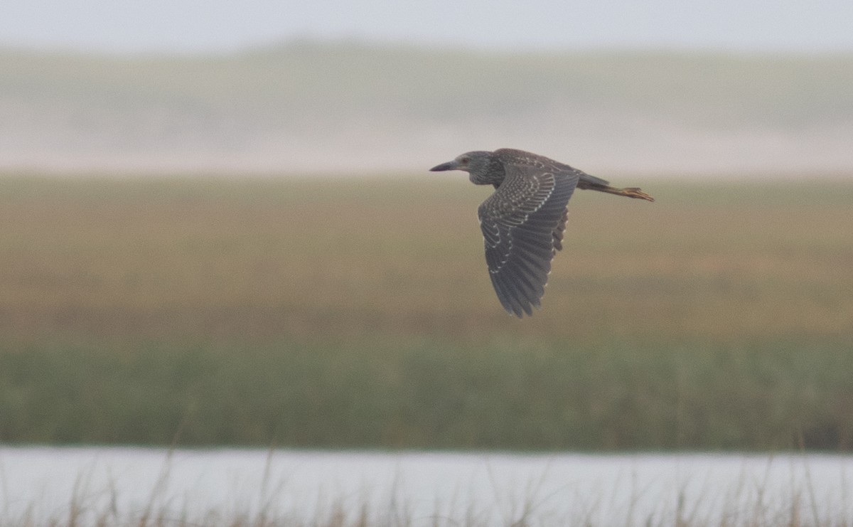 Yellow-crowned Night Heron - ML370067161