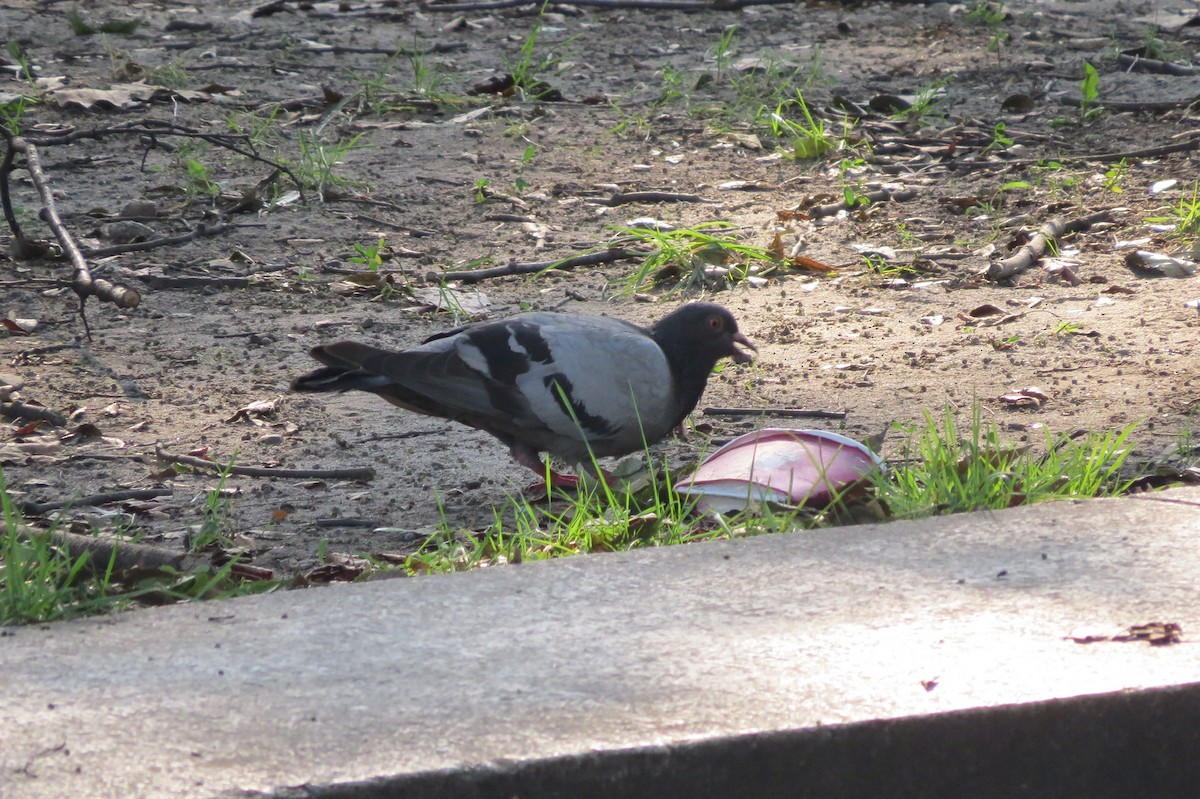 Rock Pigeon (Feral Pigeon) - ML370067391
