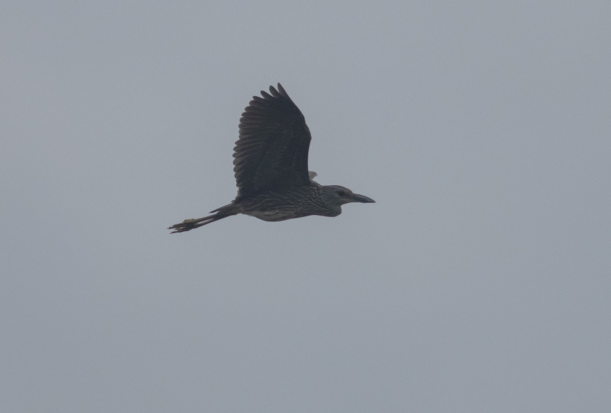 Yellow-crowned Night Heron - benny albro