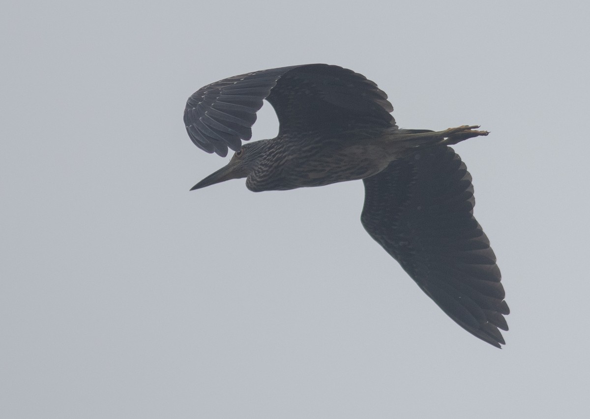 Yellow-crowned Night Heron - ML370067441