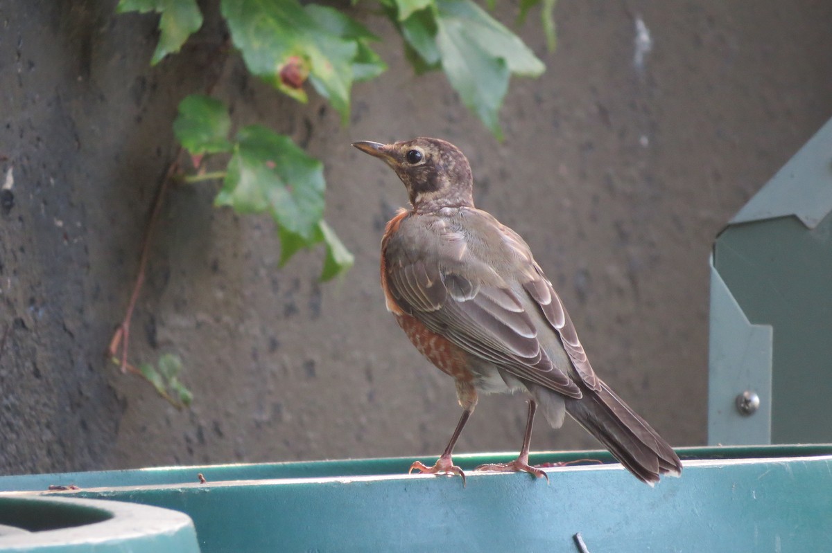 American Robin - ML370069011