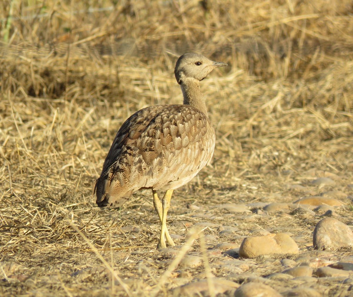 Karoo Bustard - ML37006921