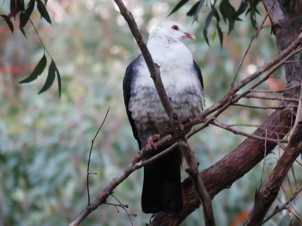 White-headed Pigeon - ML37007041