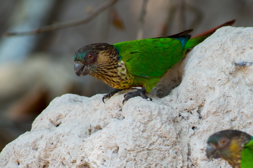 Conure de Hellmayr (snethlageae) - ML37007141