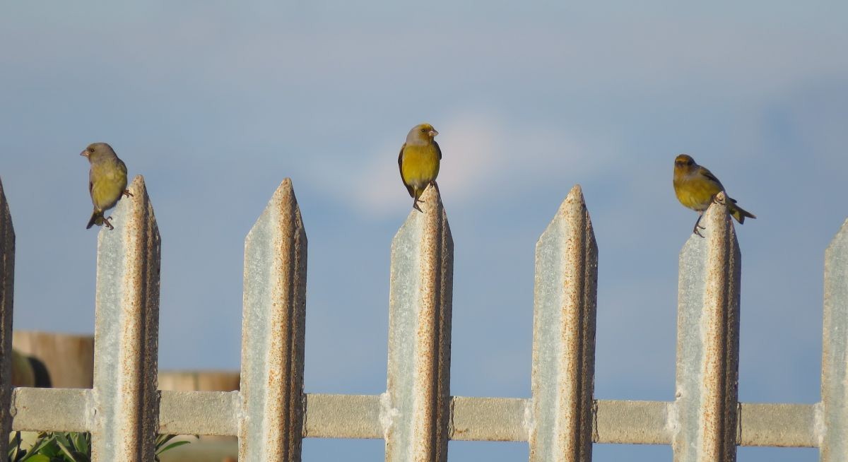 Cape Canary - ML37007261