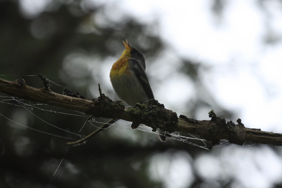 Northern Parula - ML370072661