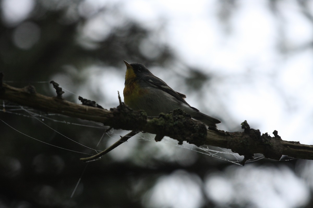 Northern Parula - ML370072681