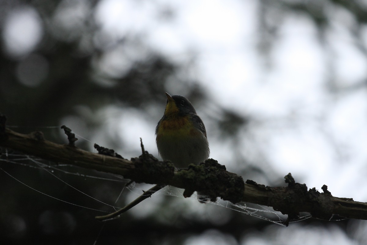 Northern Parula - ML370072691