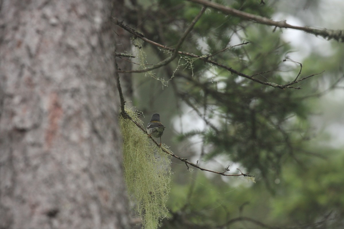 Northern Parula - ML370072751