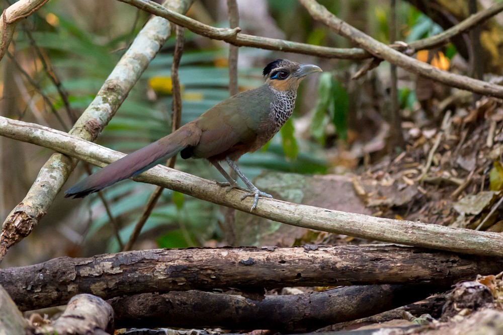 Scaled Ground-Cuckoo - ML37007281