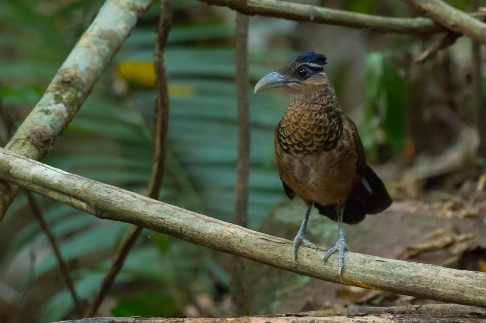 Scaled Ground-Cuckoo - ML37007291