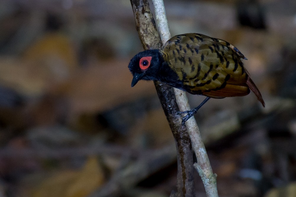 Black-spotted Bare-eye - Joao Quental JQuental