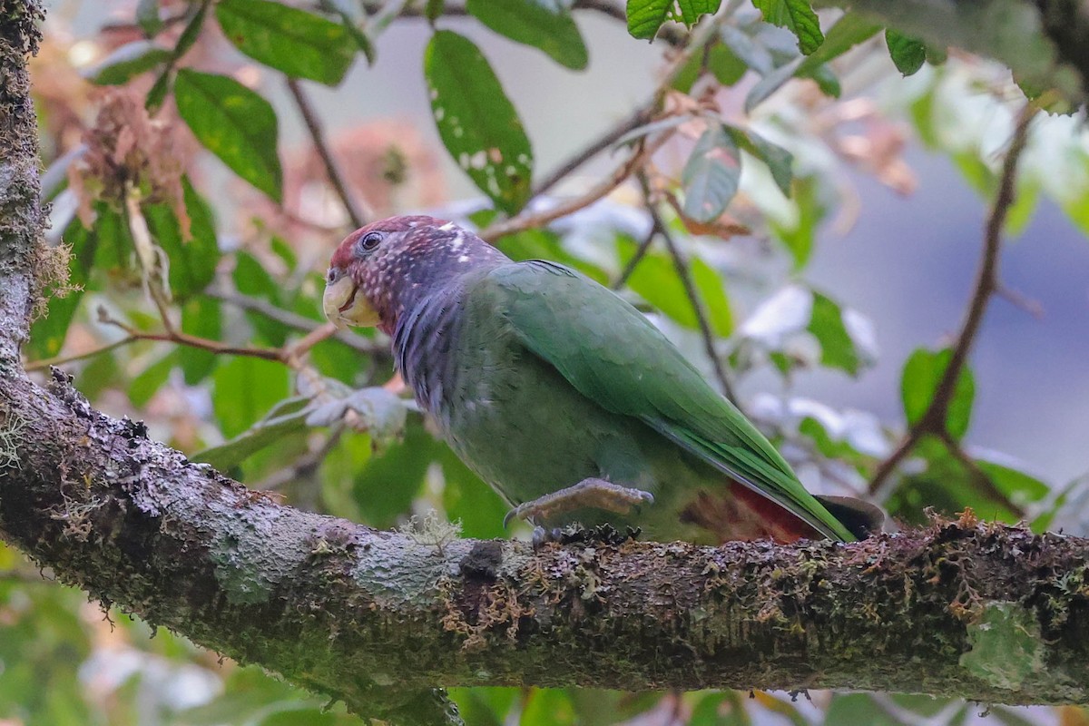Speckle-faced Parrot - ML370073761