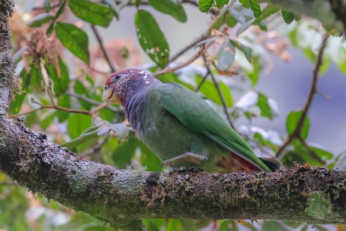 バラガシラインコ - ML370073761