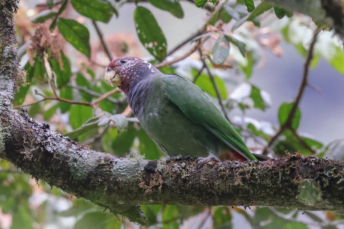 Speckle-faced Parrot - Allison Miller