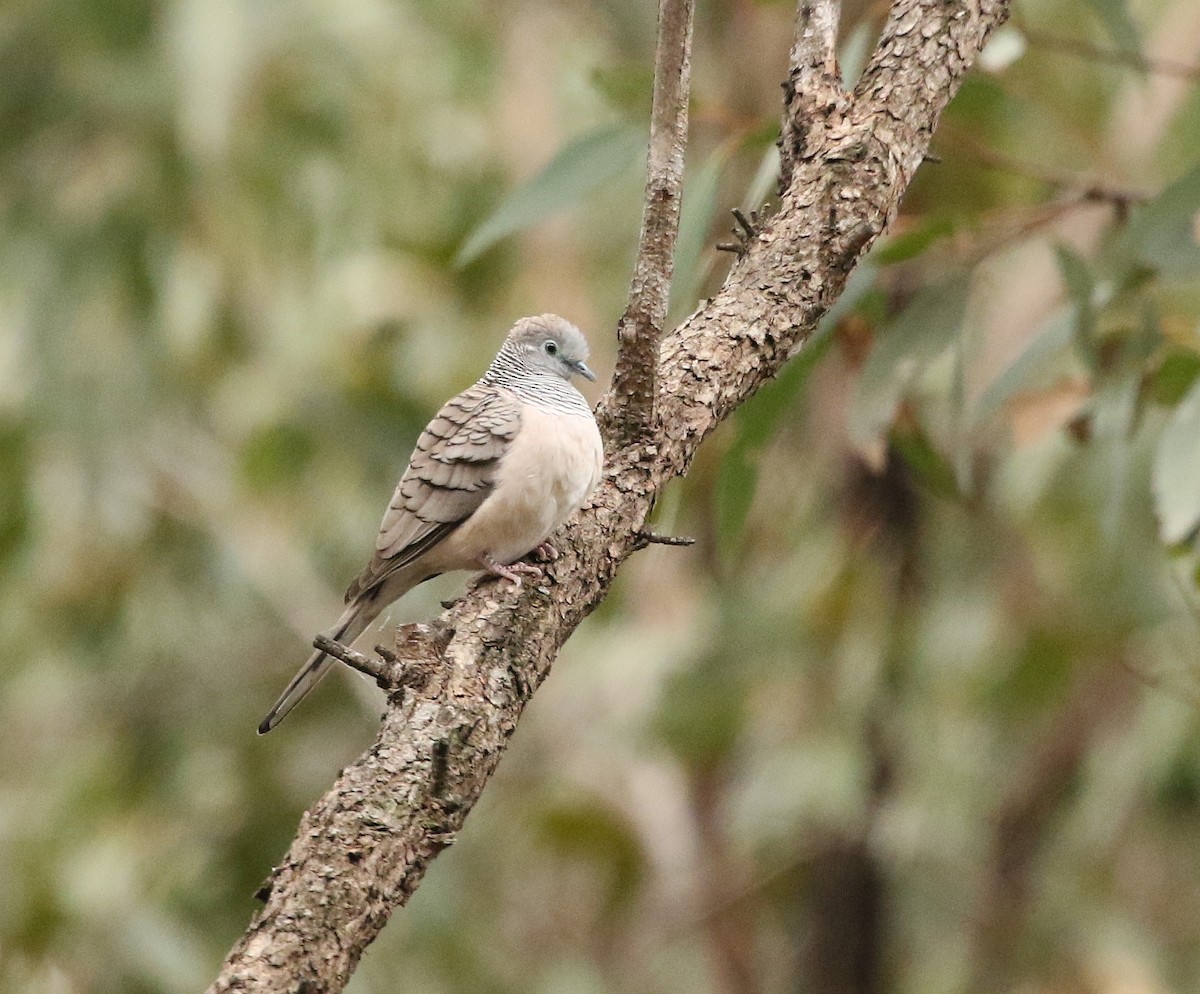 Peaceful Dove - ML37007431