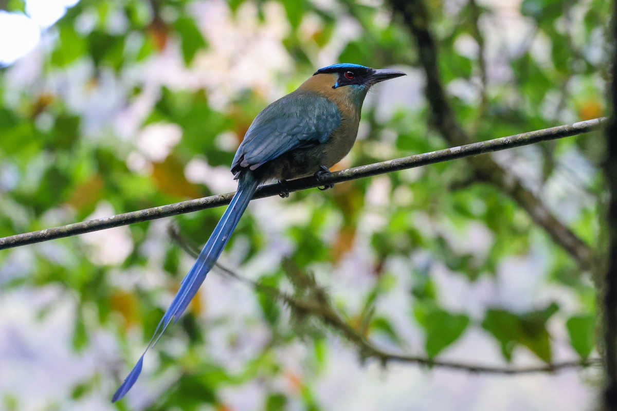 Andean Motmot - ML370074391