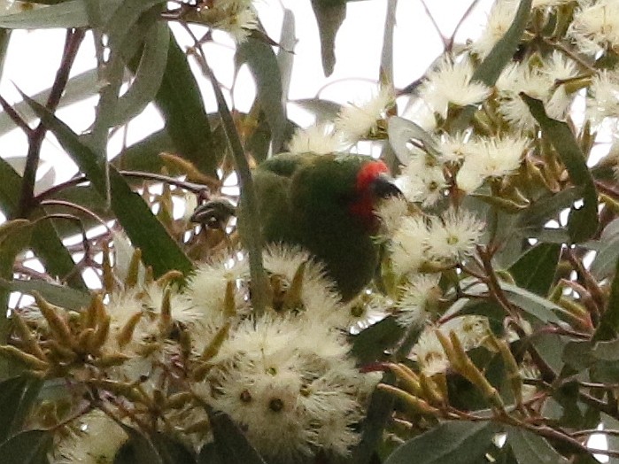 Little Lorikeet - ML37007441