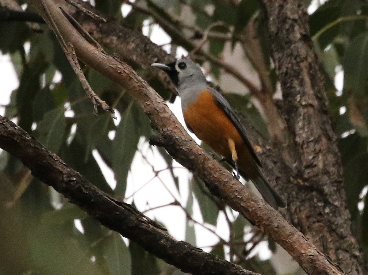 Black-faced Monarch - ML37007531