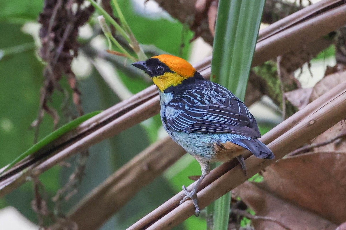 Saffron-crowned Tanager - ML370078031