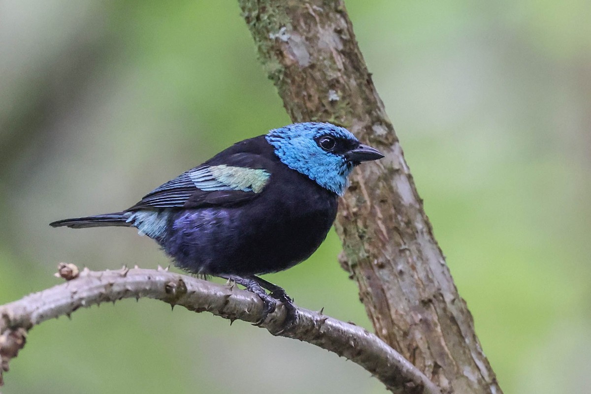 Blue-necked Tanager - ML370078131