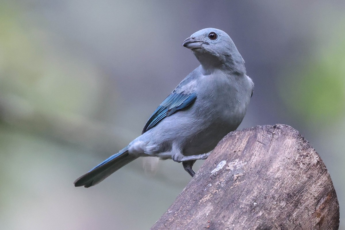 Blue-gray Tanager - ML370078271