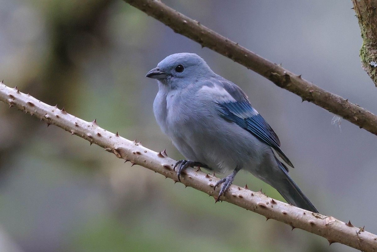 Blue-gray Tanager - ML370078281