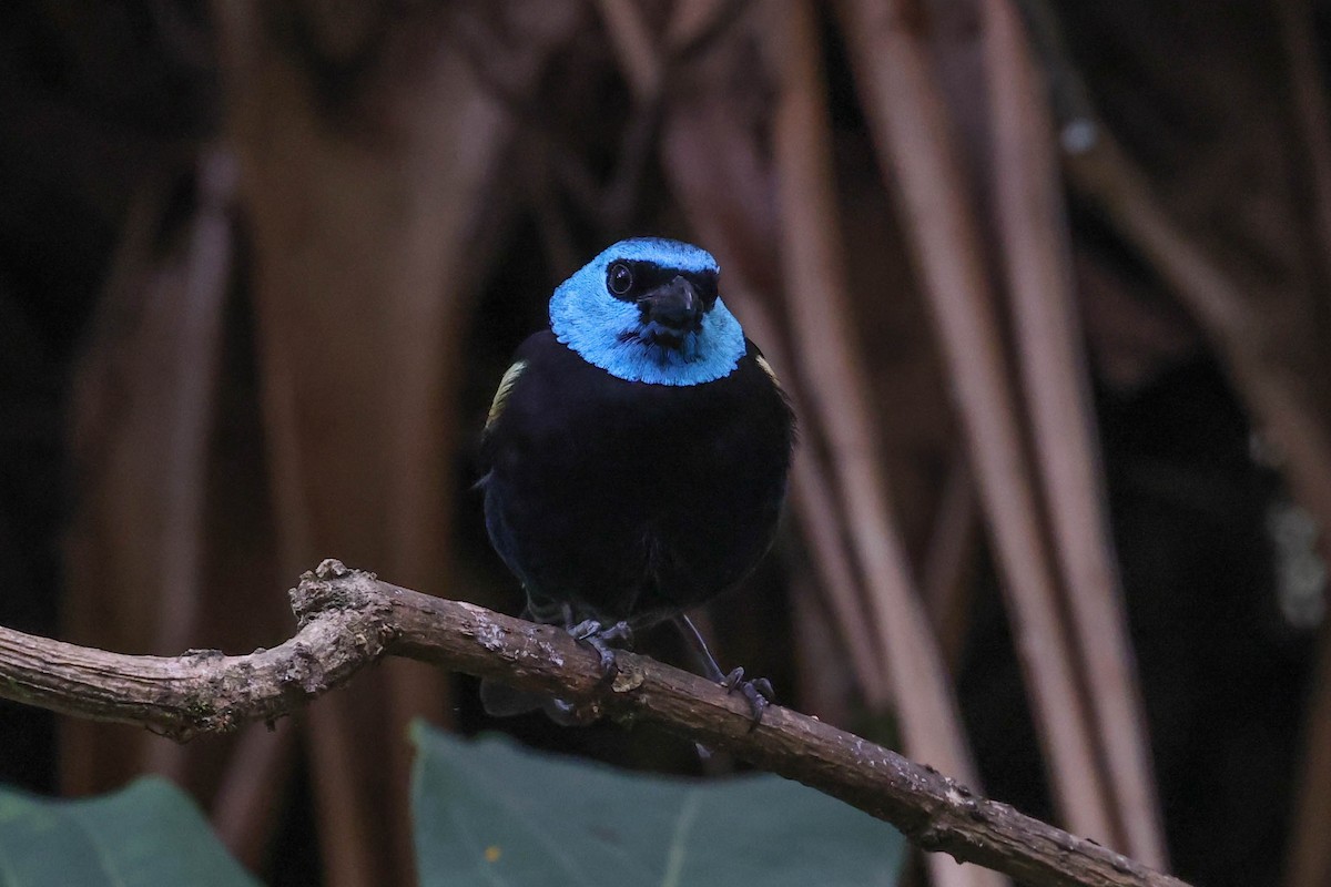 Blue-necked Tanager - ML370078391