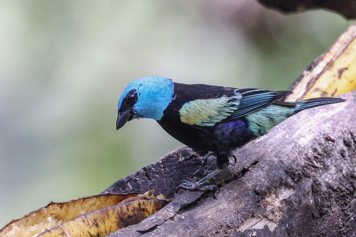 Blue-necked Tanager - ML370078551