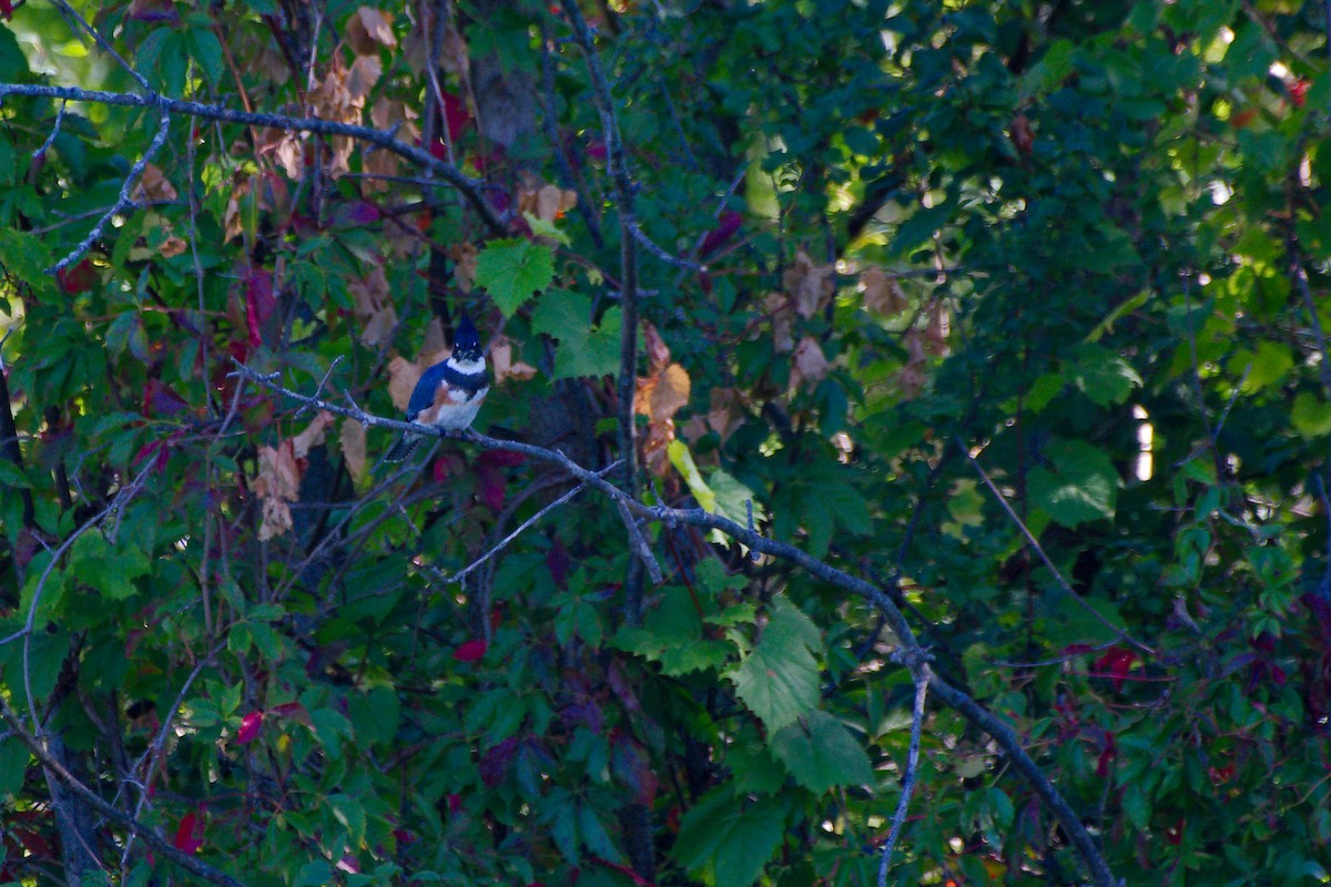 Belted Kingfisher - ML370080001